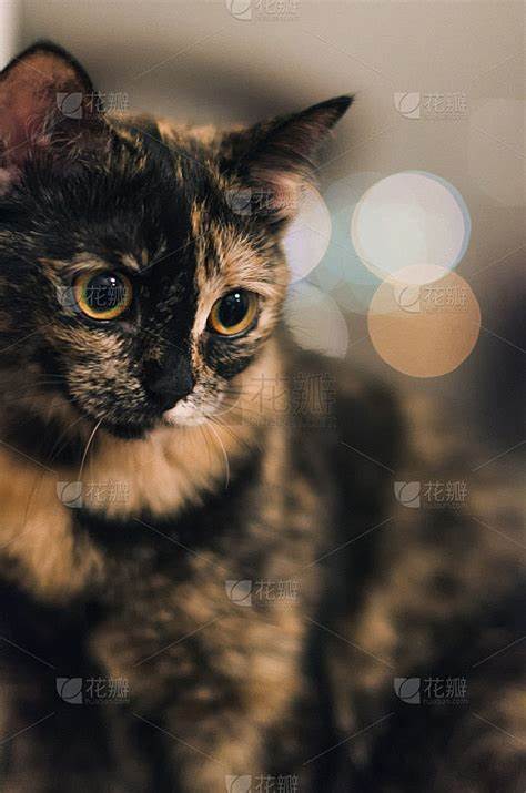 玳瑁猫